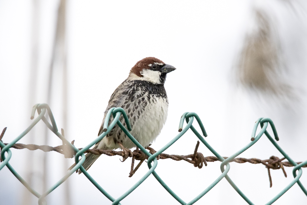 Spanish Sparrow