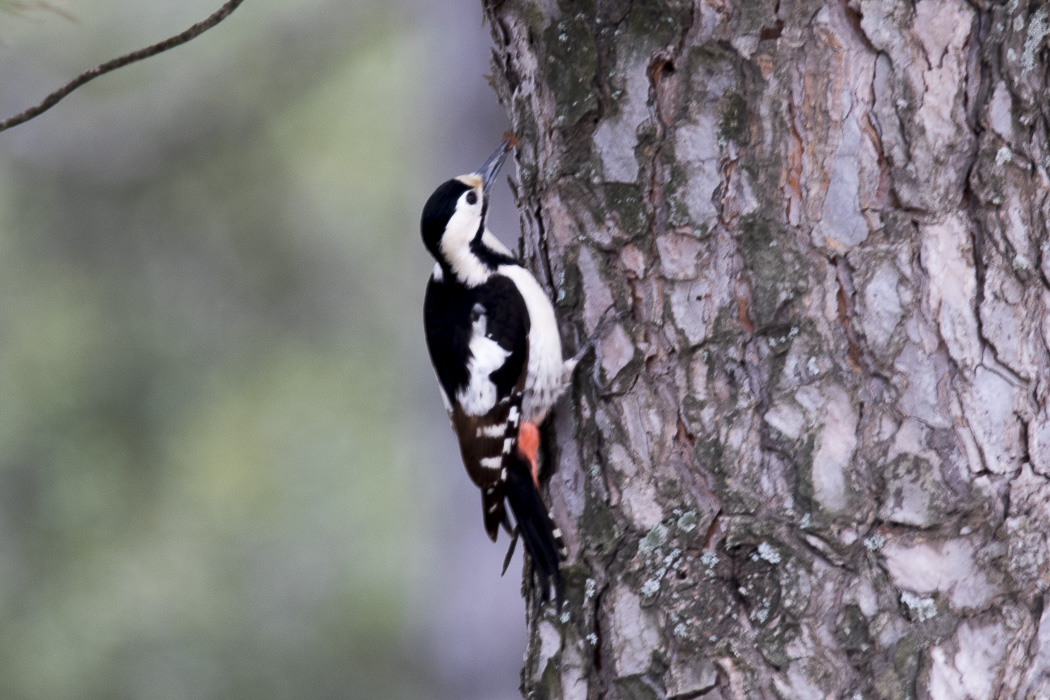 Syrian Woodpecker