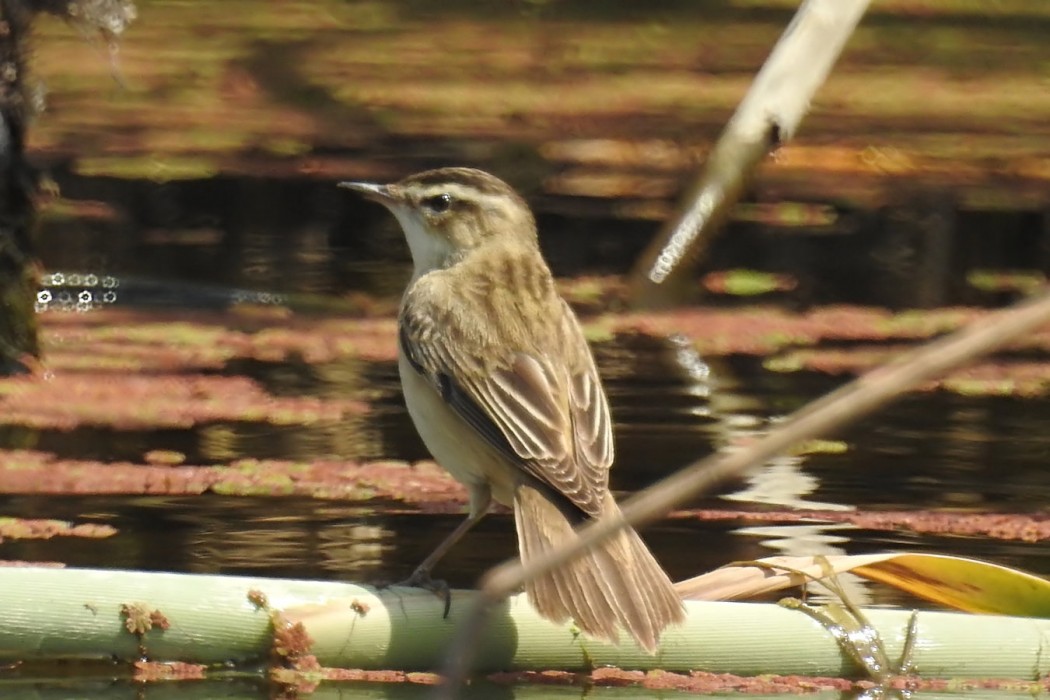 Sedge Warbler