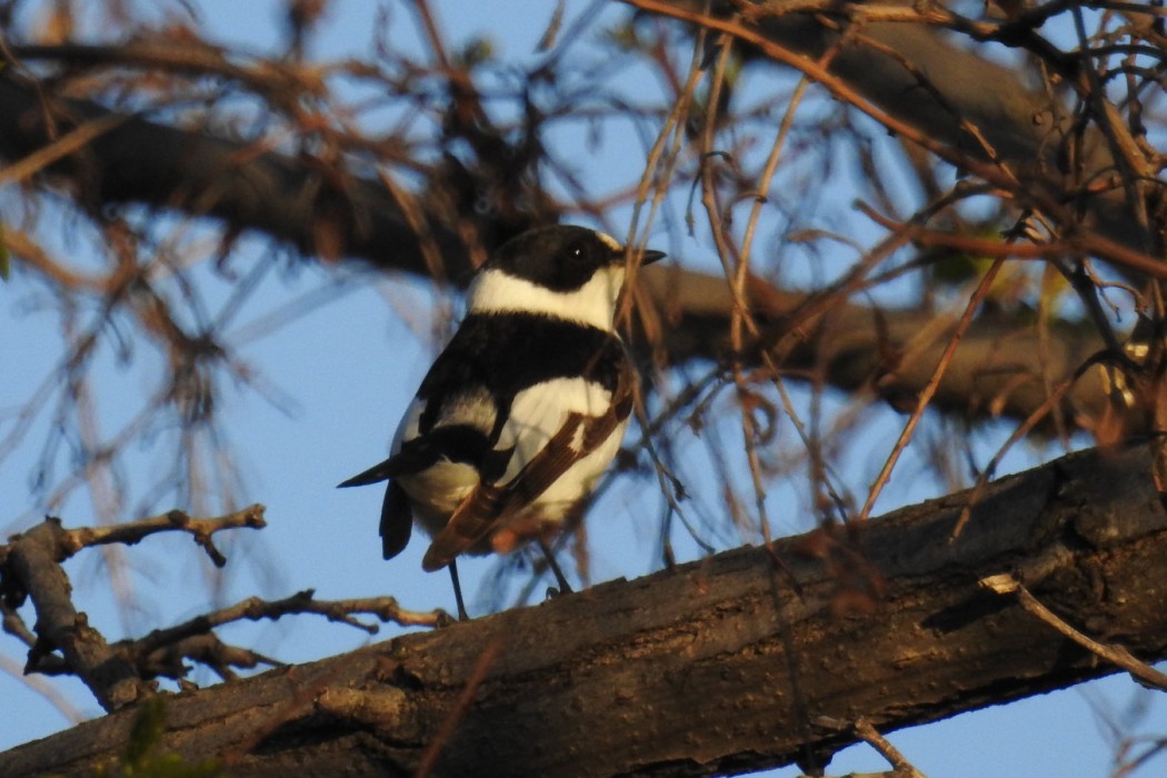 Collared Flycatcher