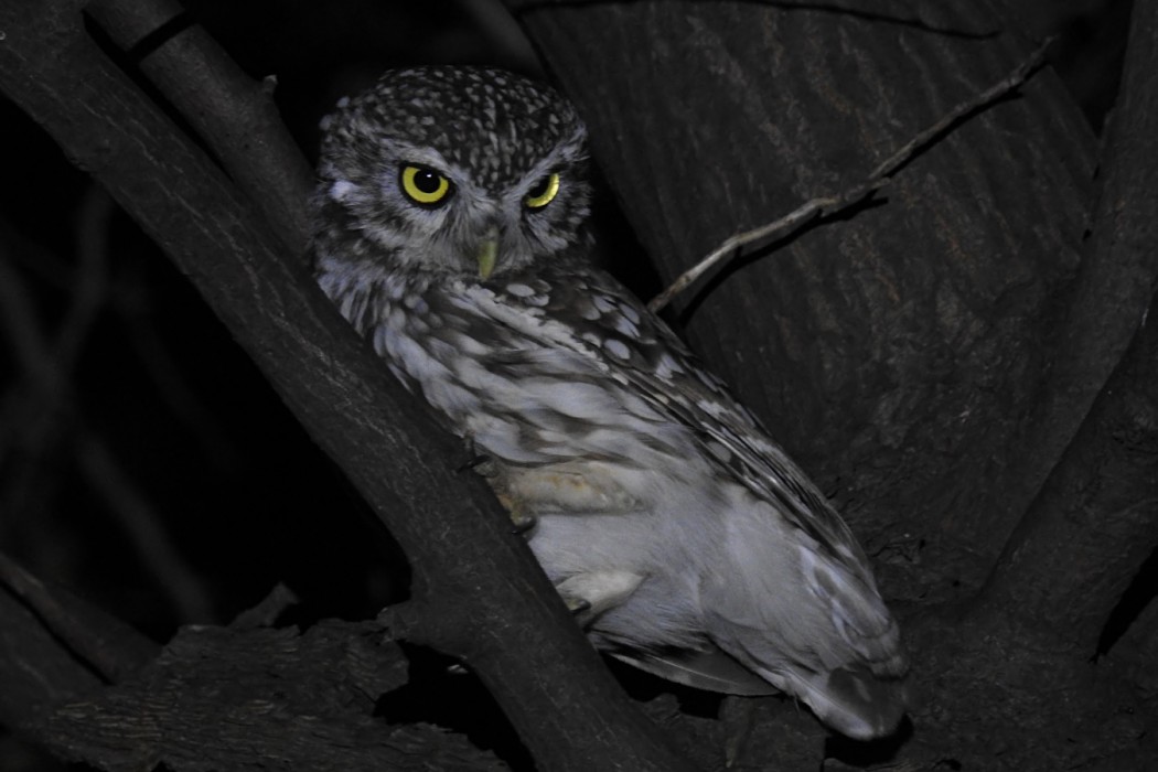 Little Owl