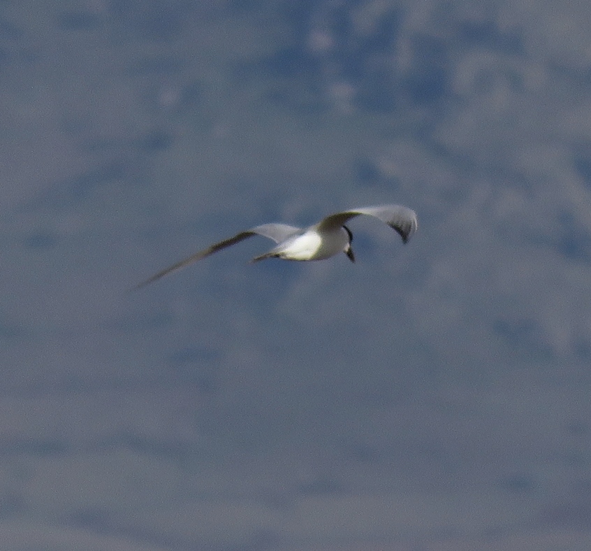 Gull-billed Tern