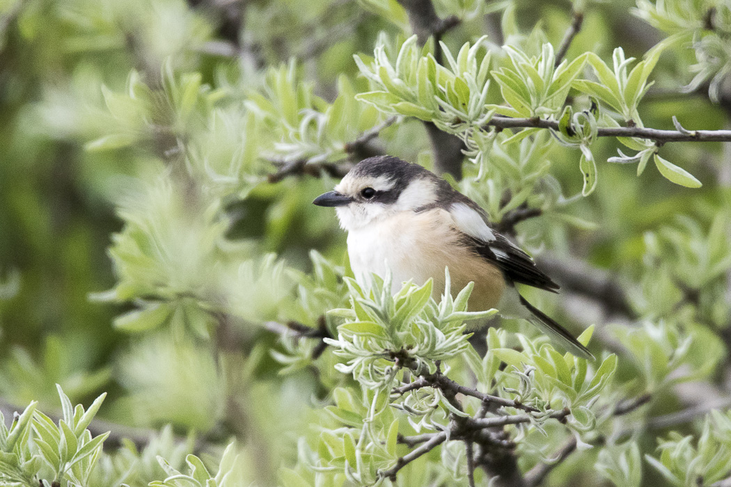 Masked Shrike
