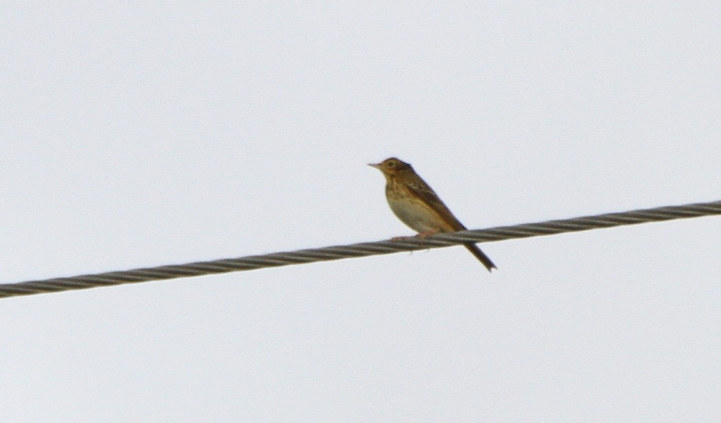 Tree Pipit