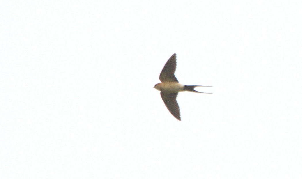 European Red-rumped Swallow