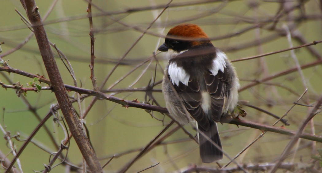 Woodchat Shrike