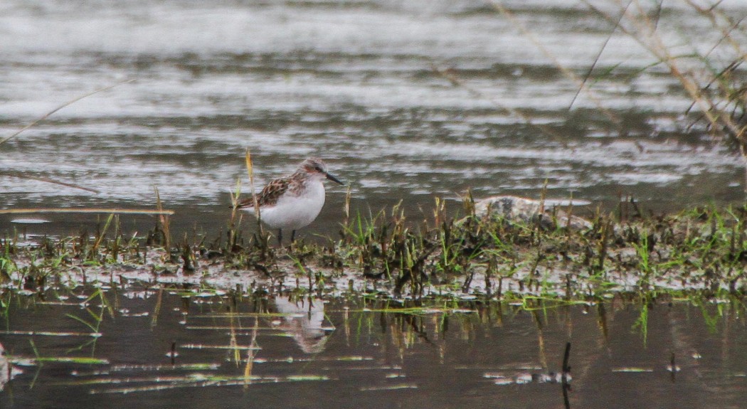Little Stint