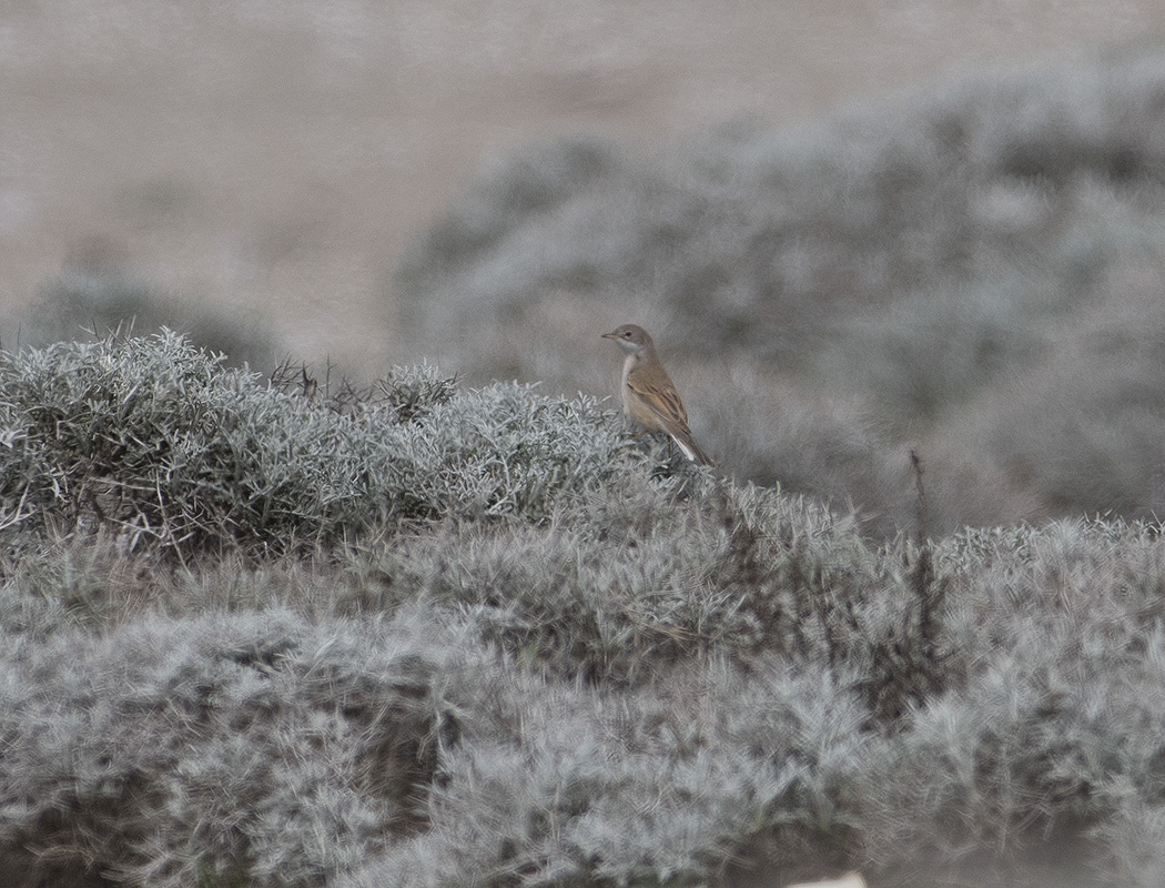 Common Whitethroat