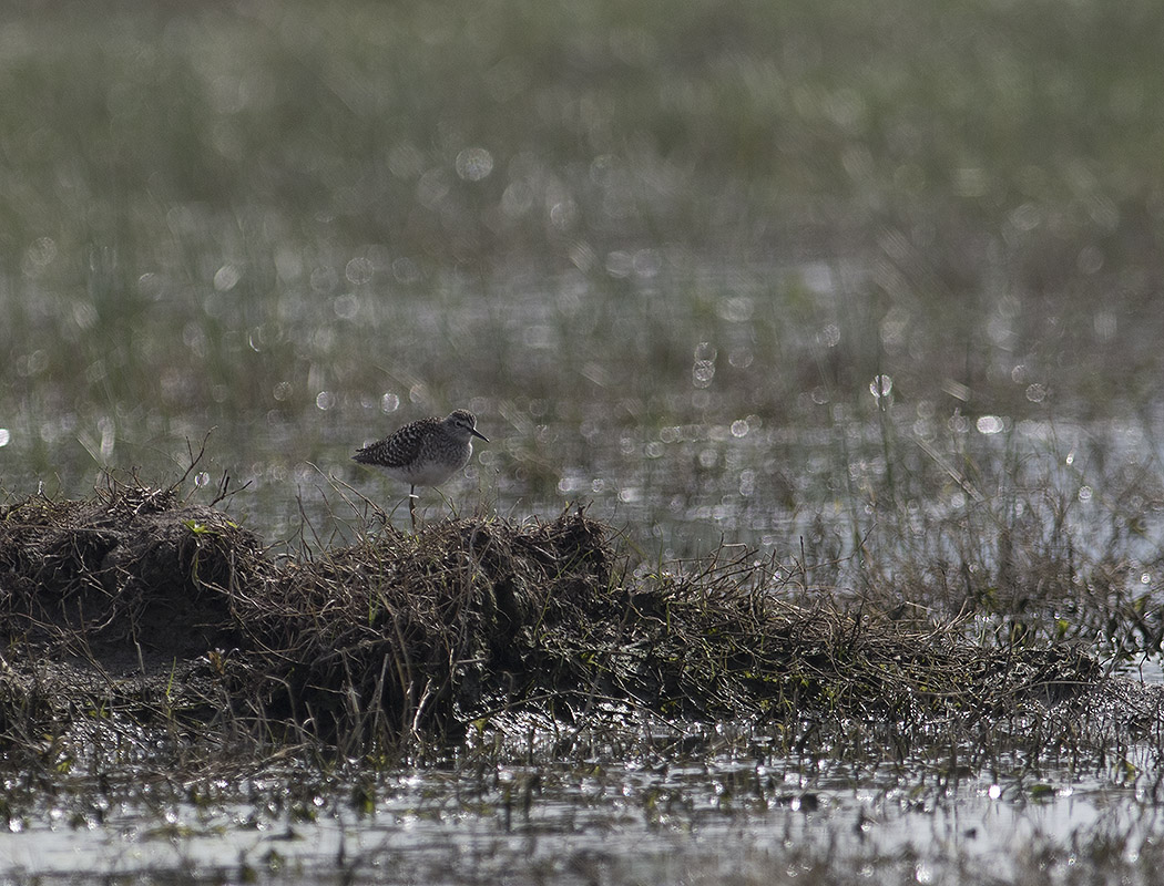 Wood Sandpiper