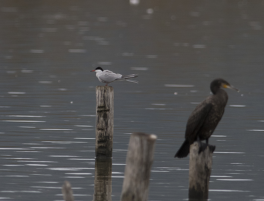 Common Tern