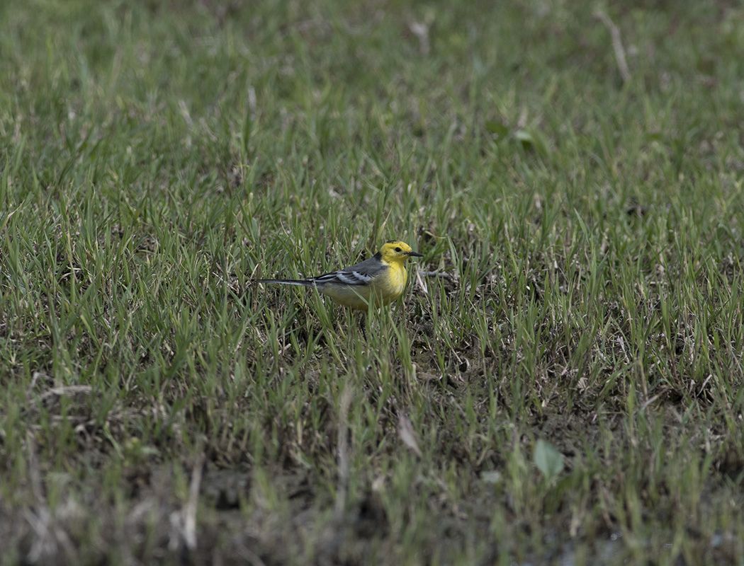 Citrine Wagtail