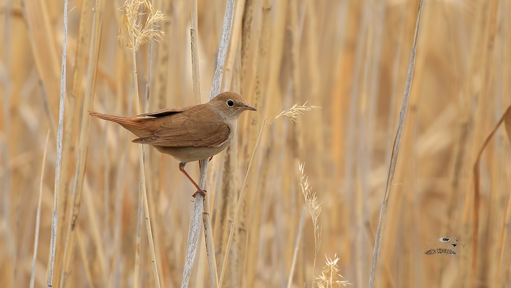 Common Nightingale