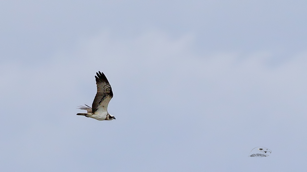 Osprey