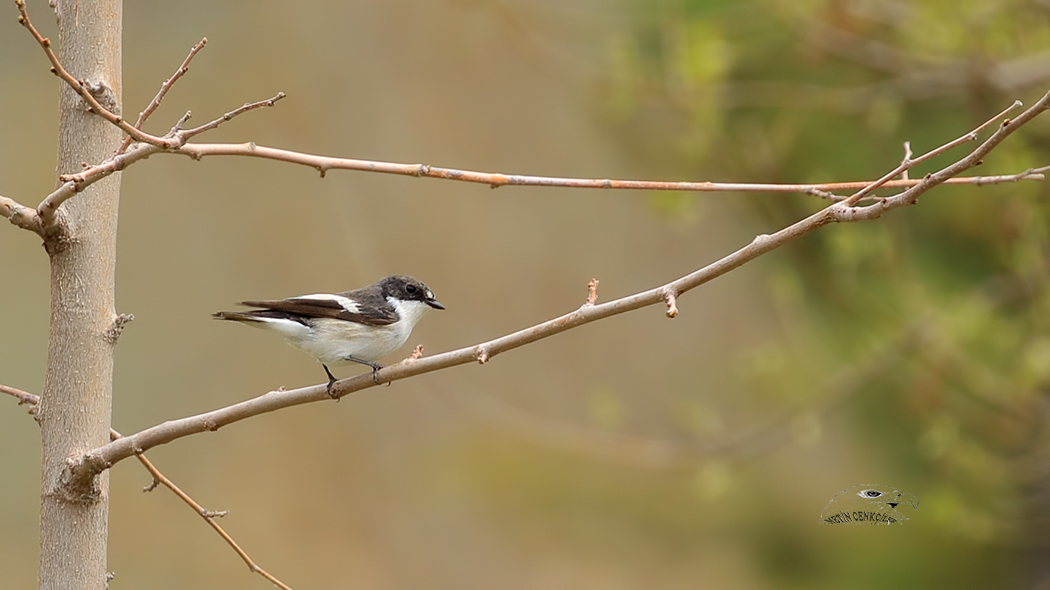 European Pied Flycatcher