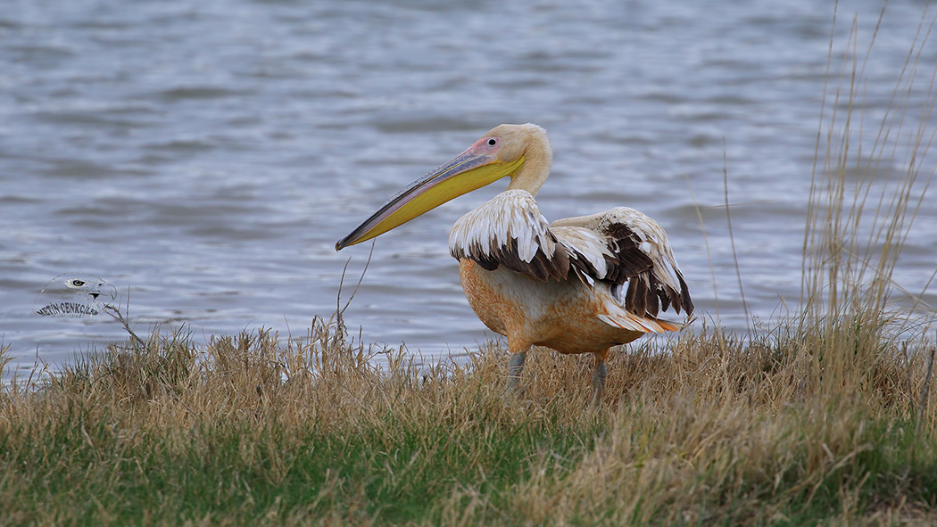 Great White Pelican