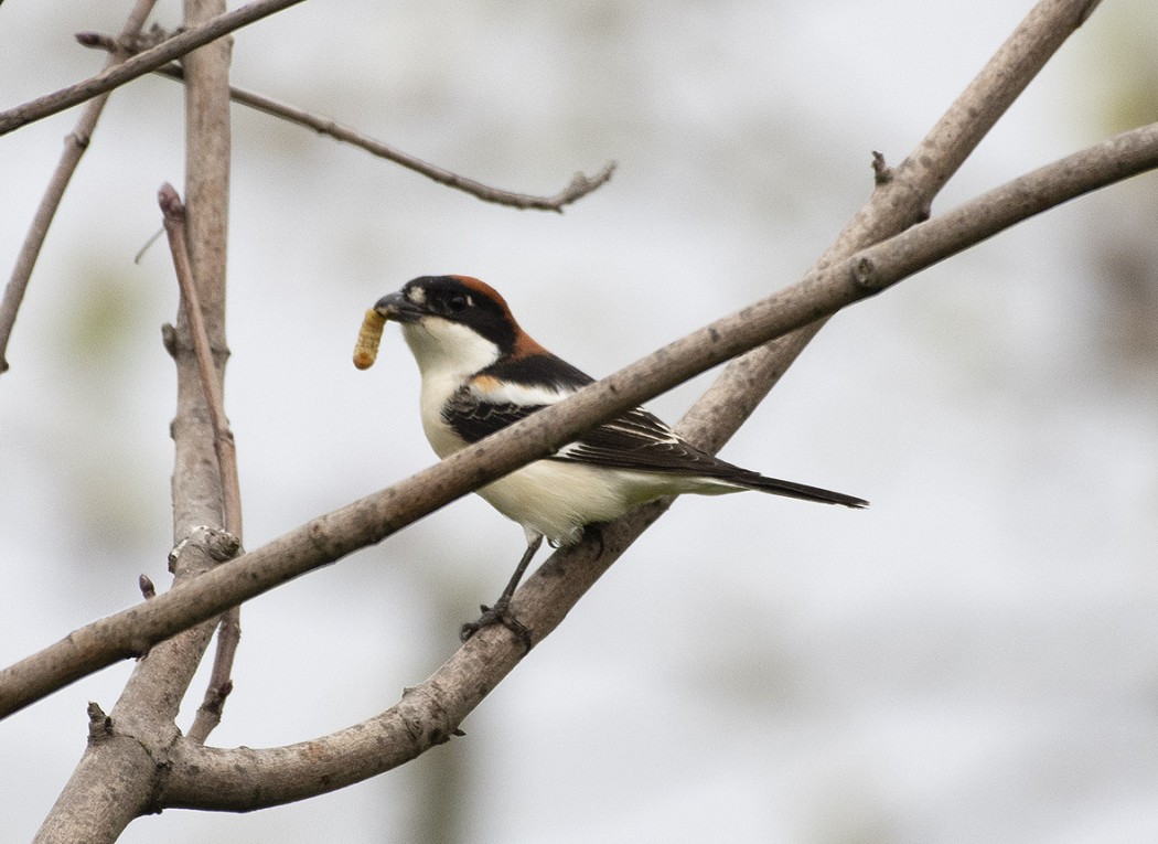 Woodchat Shrike