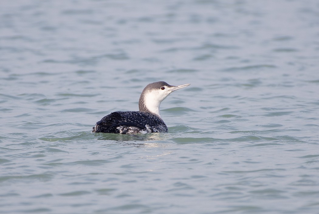 Red-throated Loon