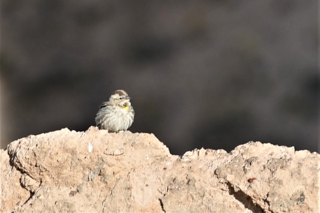 Rock Sparrow