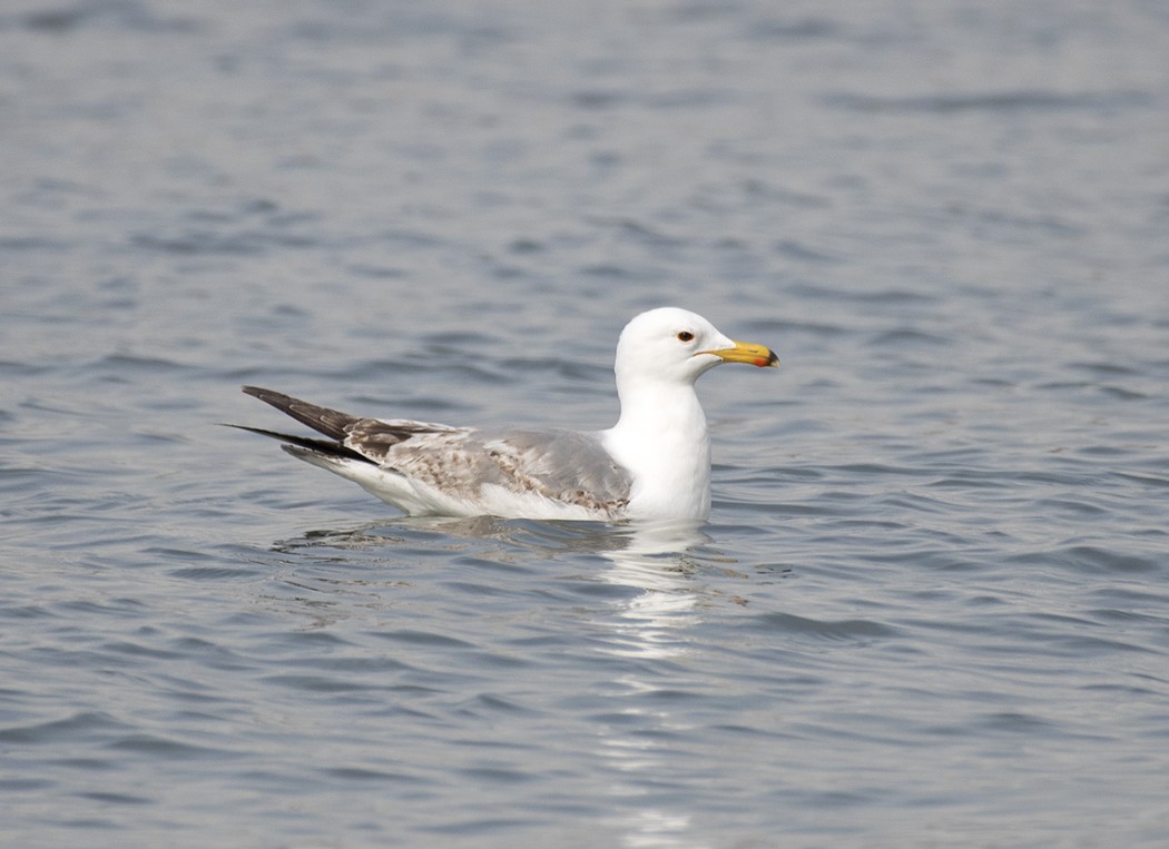 Armenian Gull