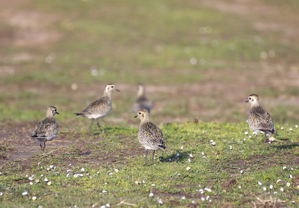 European Golden Plover