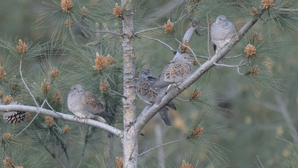 European Turtle Dove