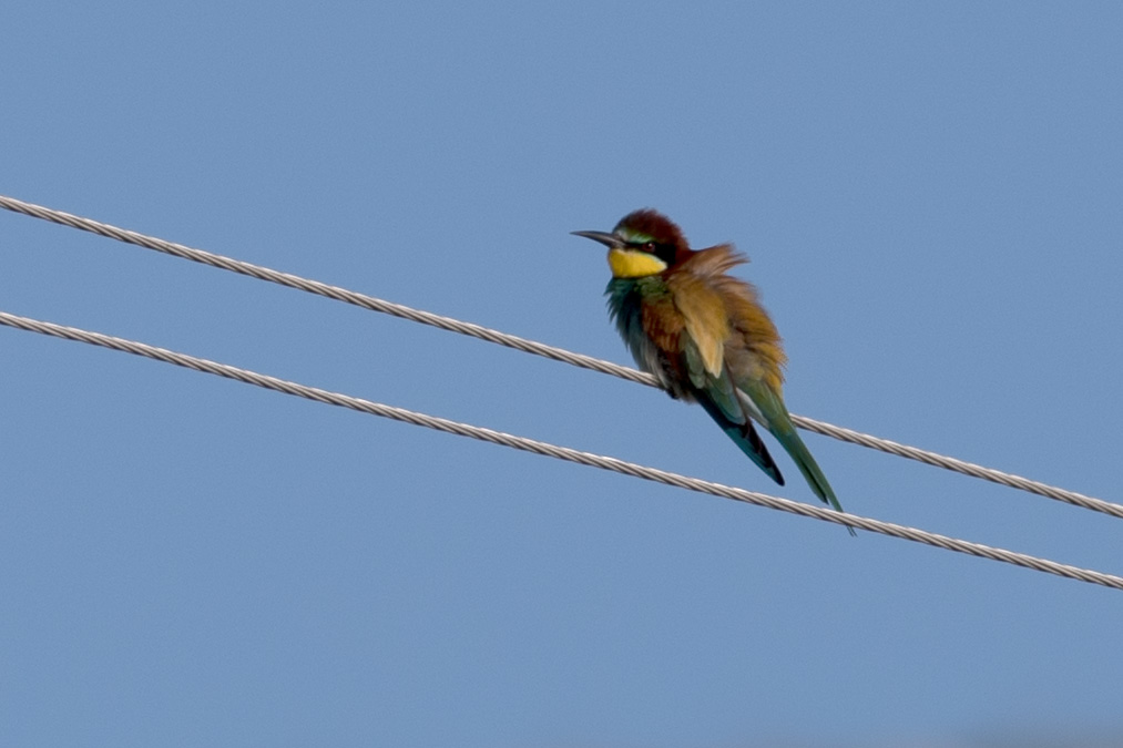 European Bee-eater