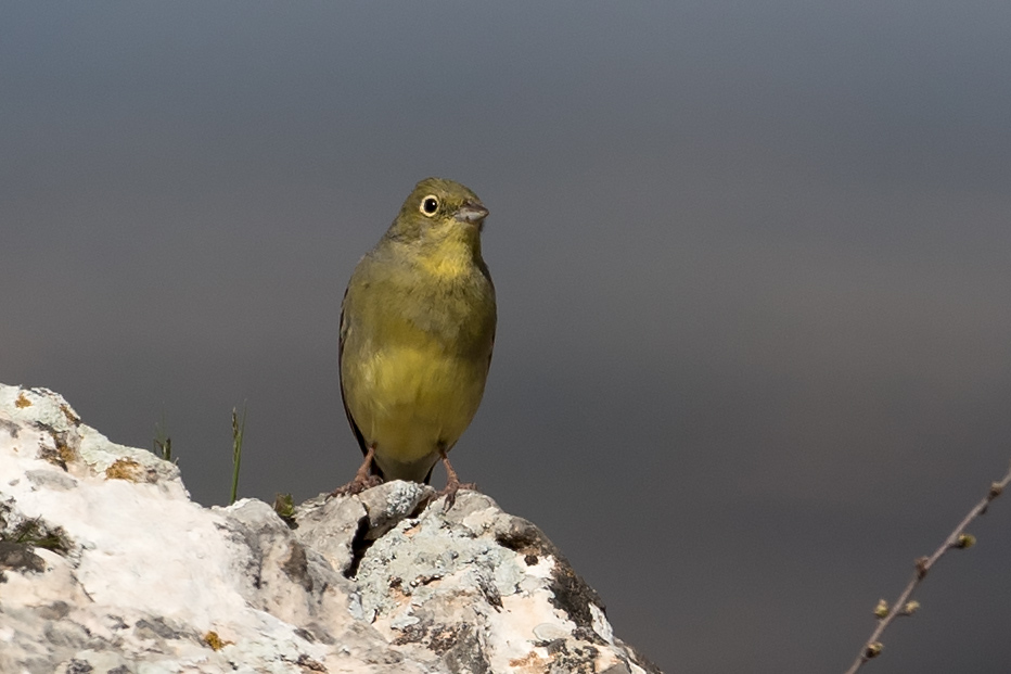 Cinereous Bunting