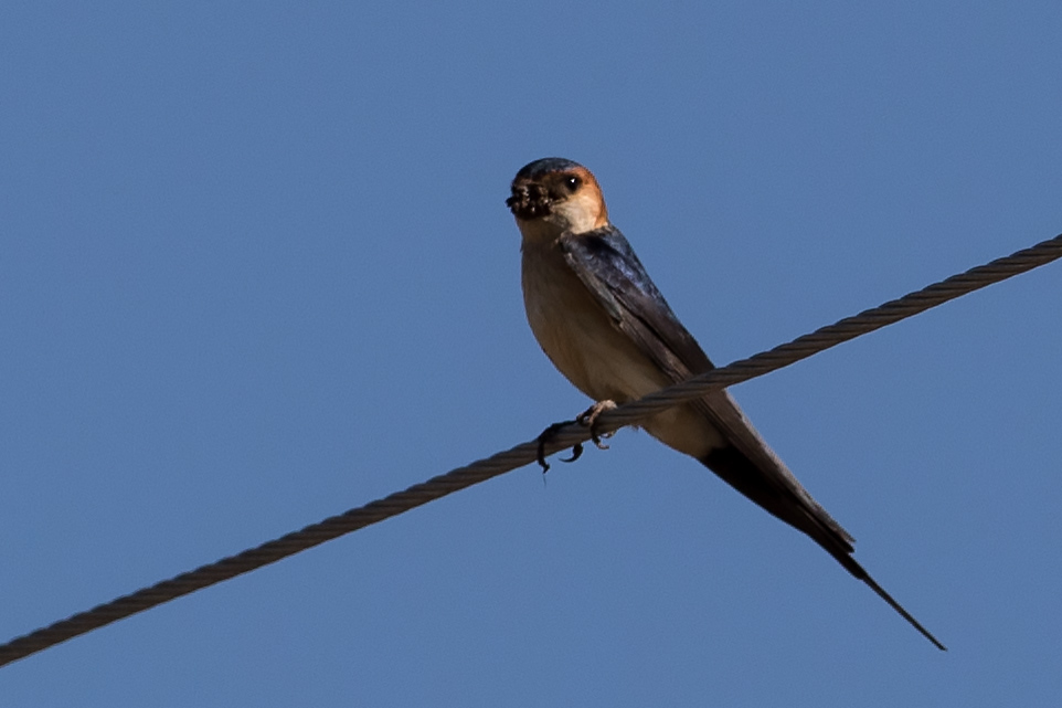 European Red-rumped Swallow