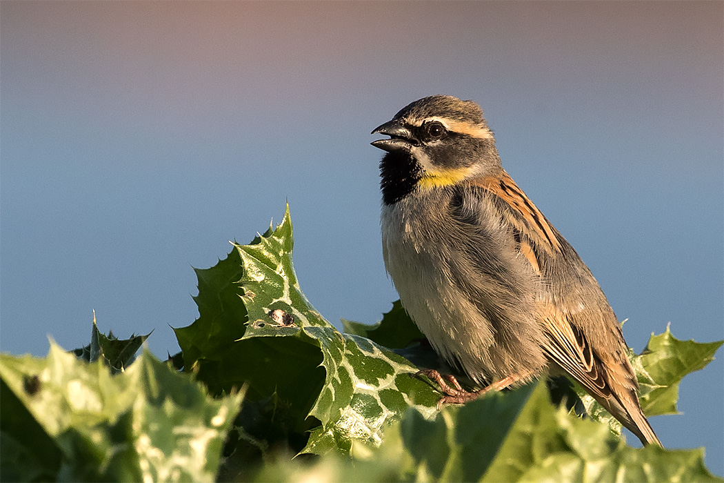 Dead Sea Sparrow