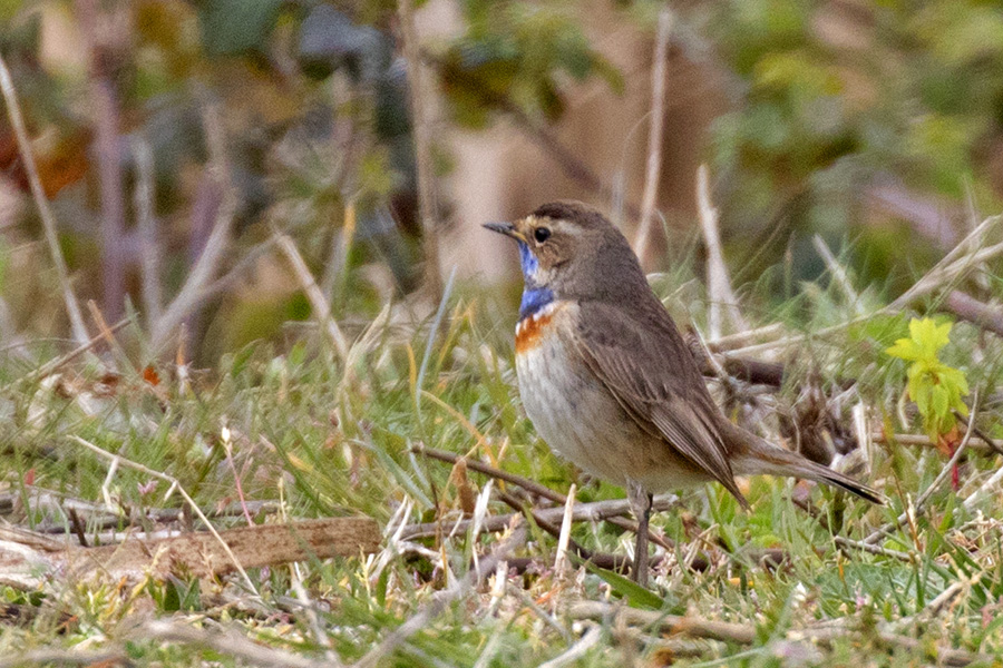 Bluethroat
