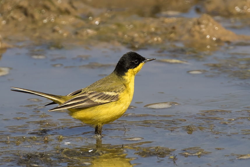 Western Yellow Wagtail