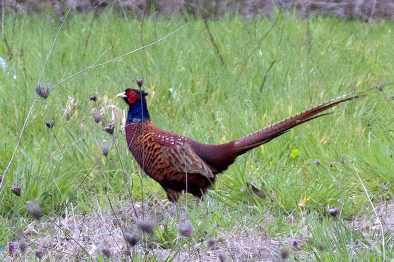 Common Pheasant