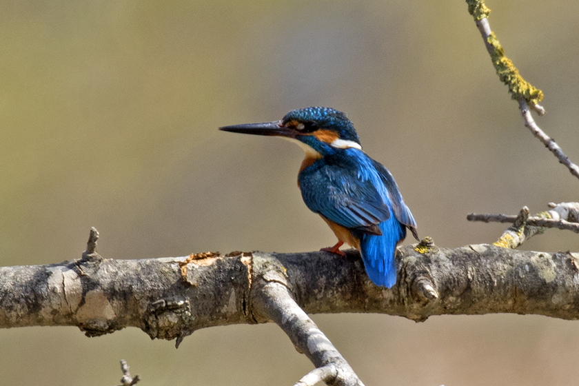 Common Kingfisher