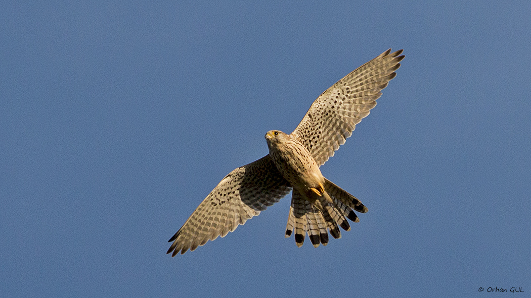 Common Kestrel