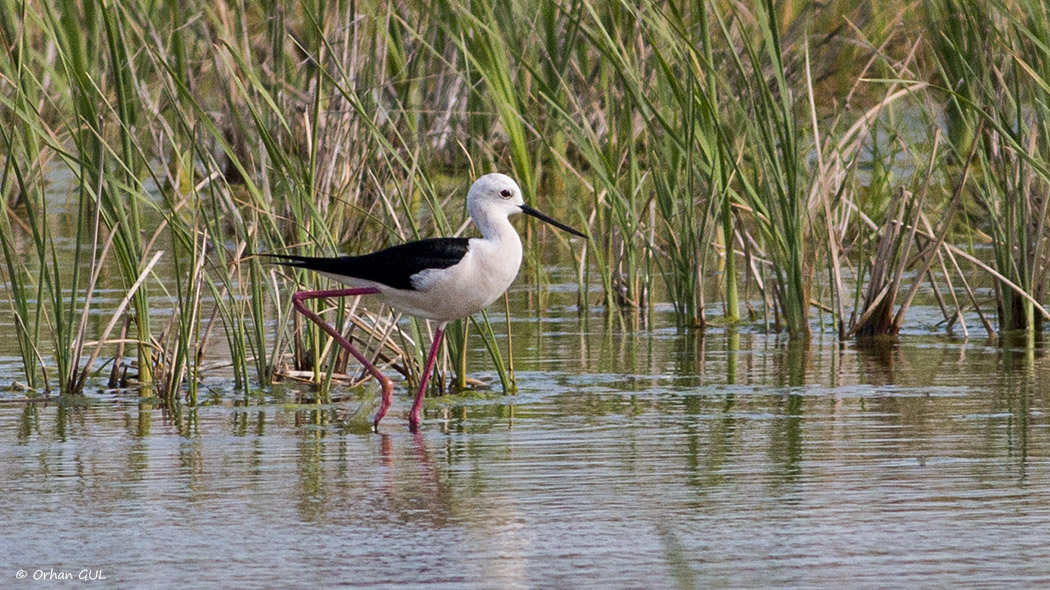 Black-winged Stilt