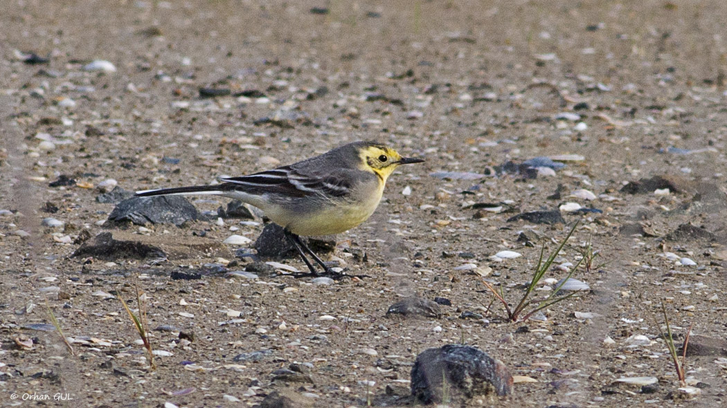 Citrine Wagtail