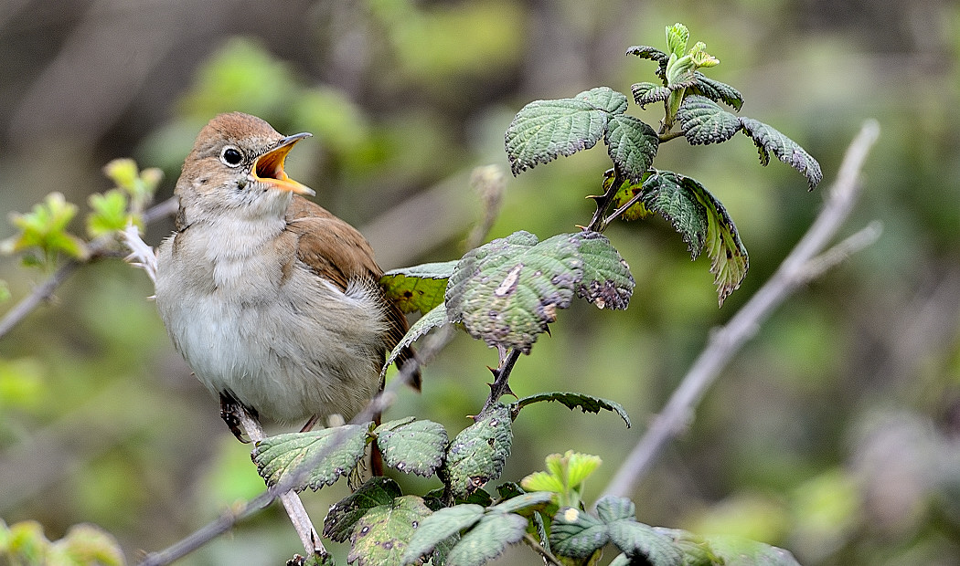 Common Nightingale