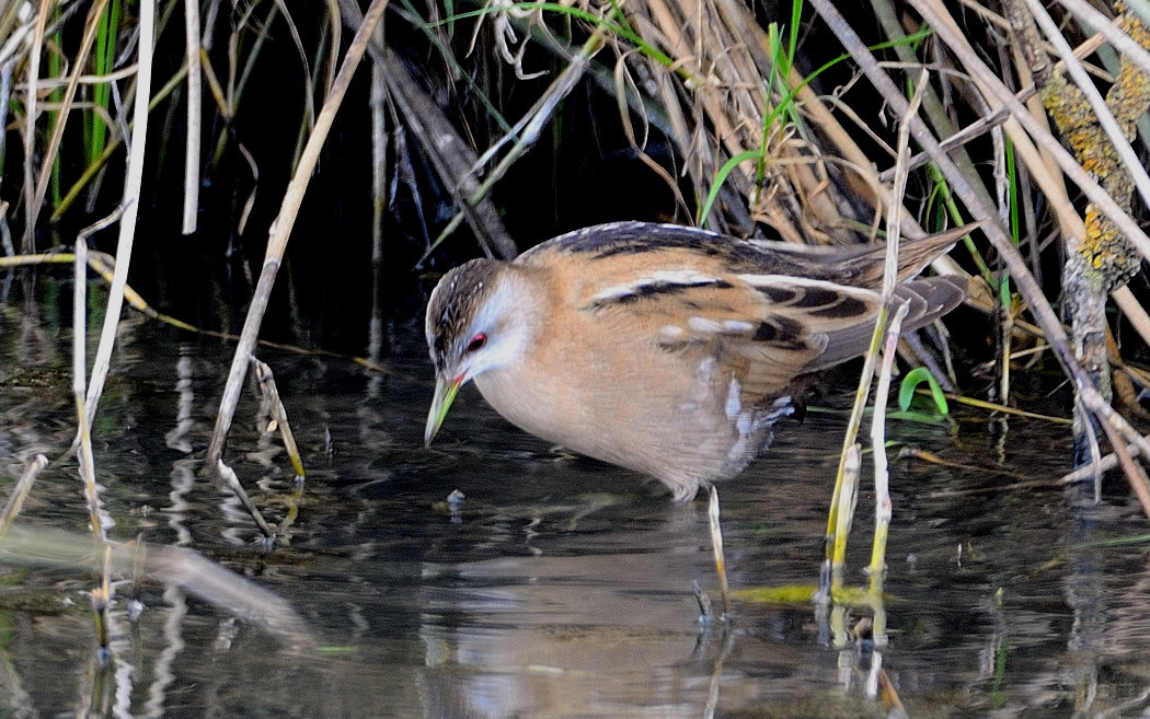 Little Crake