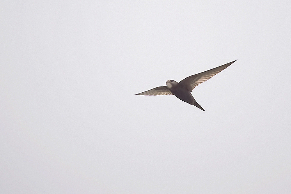 Common Swift