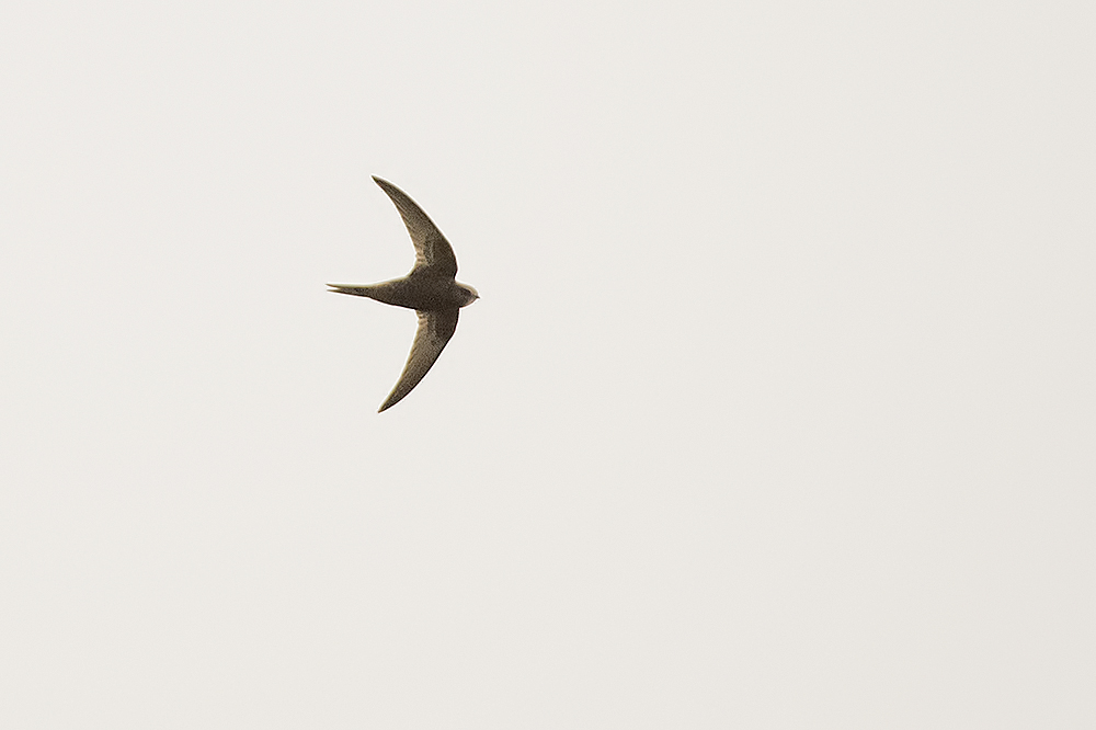 Pallid Swift