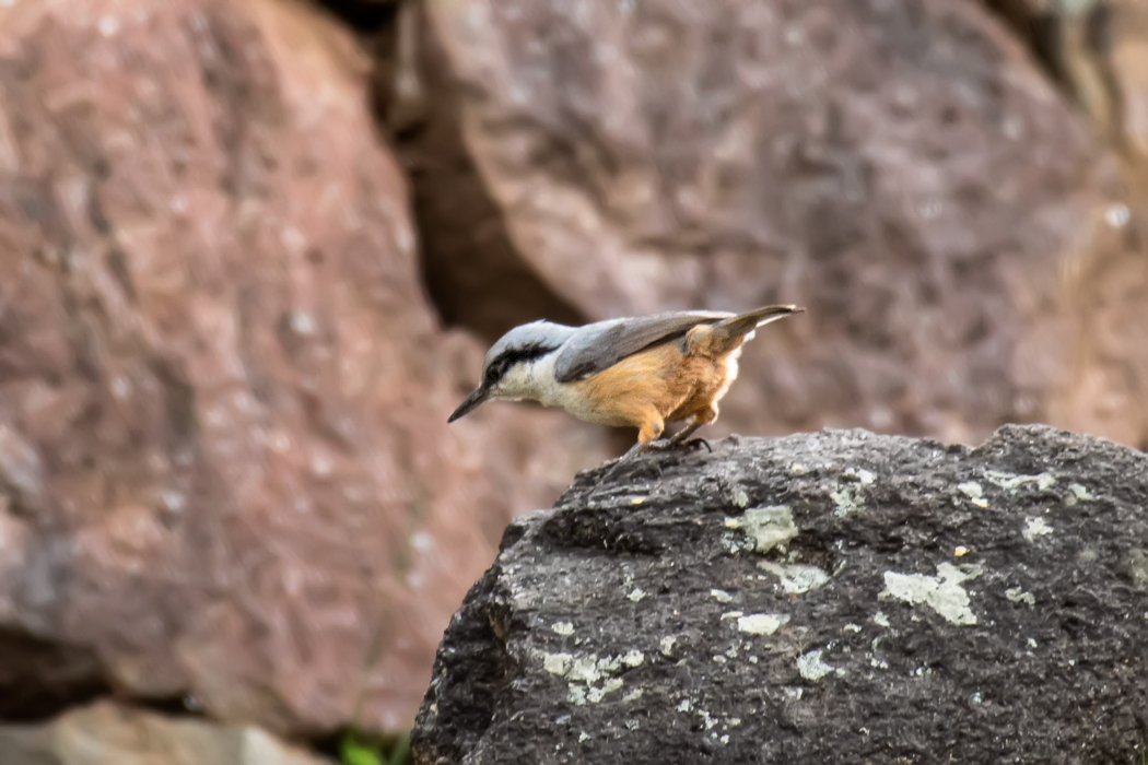 Eastern Rock Nuthatch
