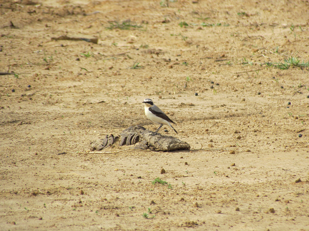 Northern Wheatear