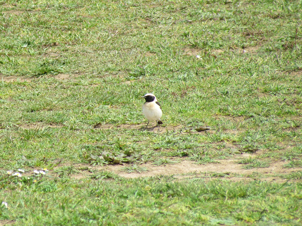 Black-eared Wheatear
