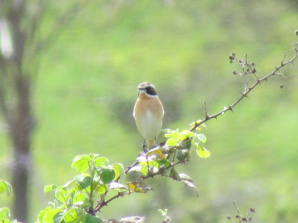 Whinchat