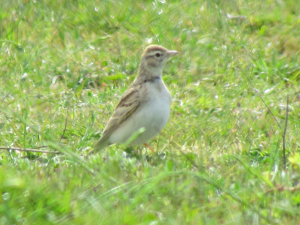 Greater Short-toed Lark