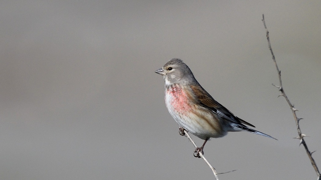 Common Linnet