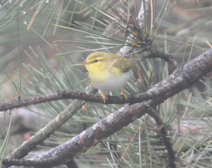 Wood Warbler
