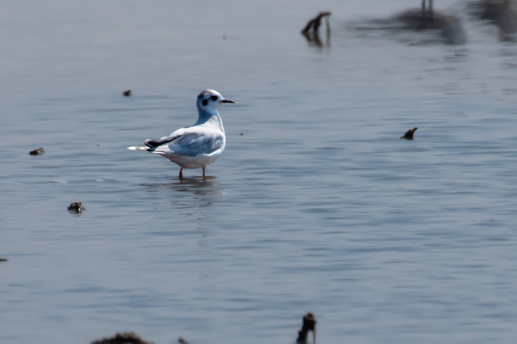 Little Gull
