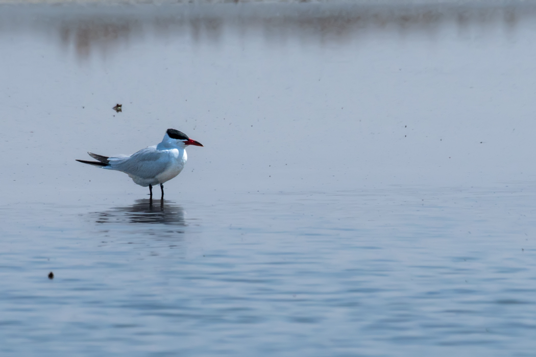 Caspian Tern