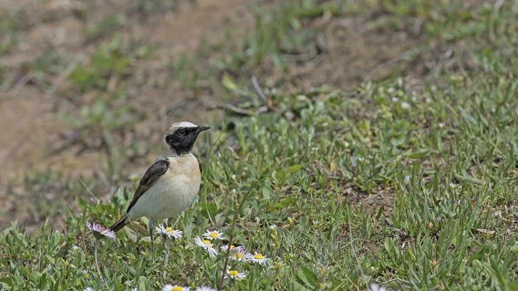 Black-eared Wheatear